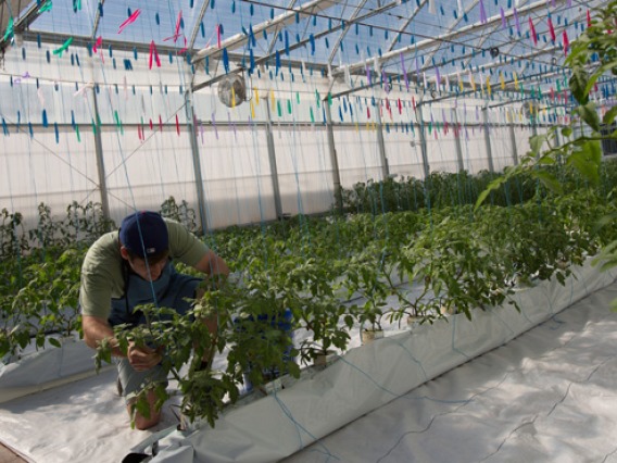 Student working in the rooftop greenhouse atop the Student Union building