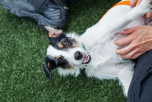 black and white dog getting belly rubs