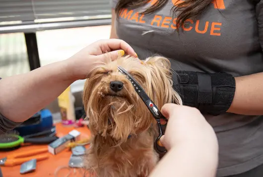 tan and black small furry dog having her face trimmed during grooming