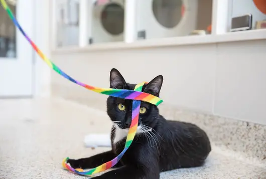 a black and white cat inside the shelter plays with a rainbow shoelace