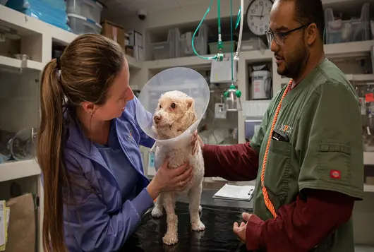 Two ASPCA staff members holding a white dog on an examination table