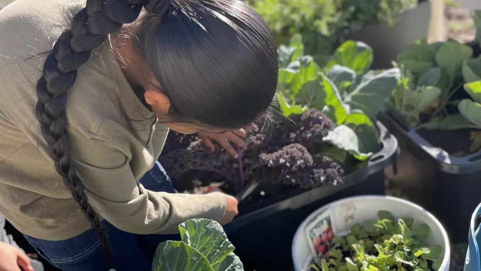 Image of student at Santa Rosa Day School planting herbs and leafy vegetables