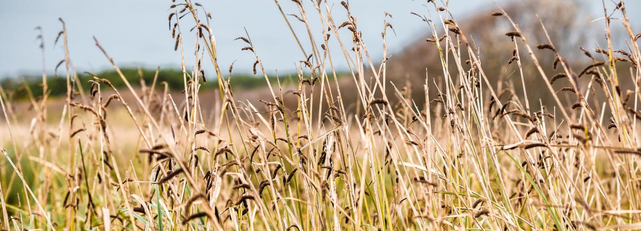 Close-up of European beachgrass