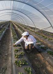 Agricultural and food science technicians