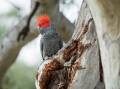 The iconic gang-gang cockatoo is so rare it's gossip-worthy when you see one in the wild. Picture by Sitthixay Ditthavong