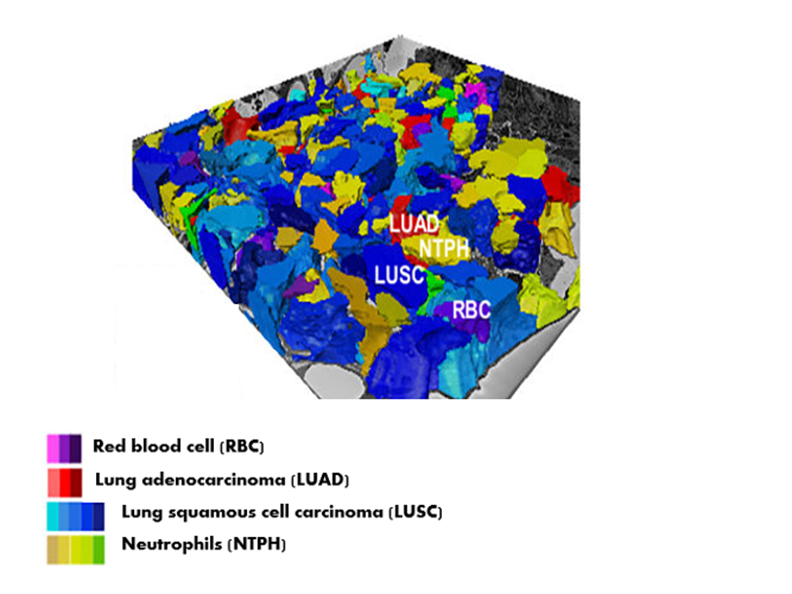 multi-colored 3D rectangle with color key starts with red blood cell