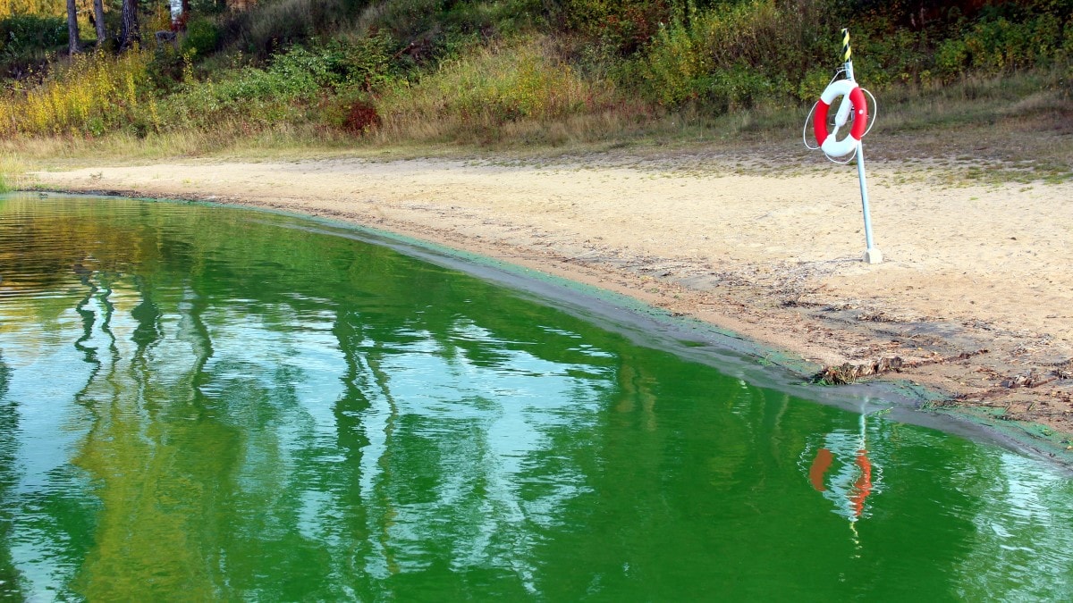 Bright green water next to a sandy shore with a pole holding a life preserver ring