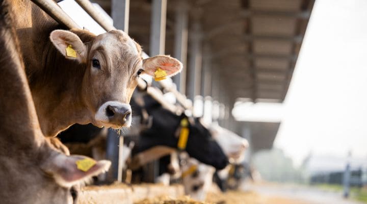 Vacas alimentándose de forraje de pie en una fila de establos