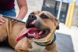 Dog on a leash being pet.