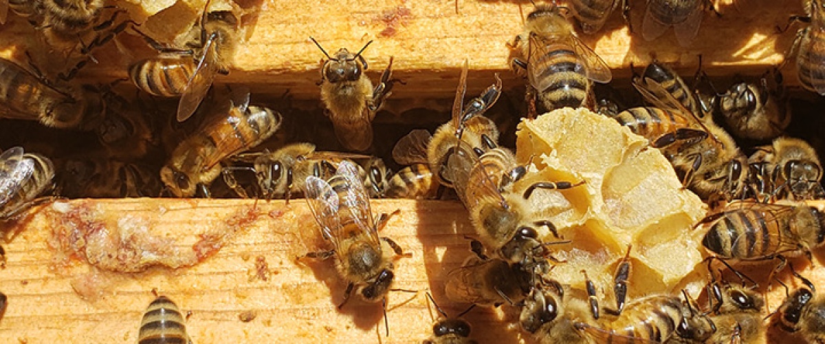 Bees on a honeycomb.