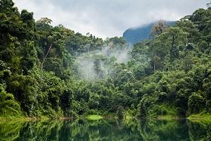 forest with dust