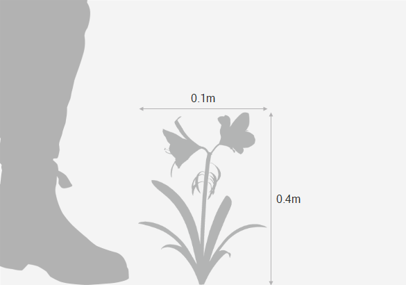 Eventual height and spread