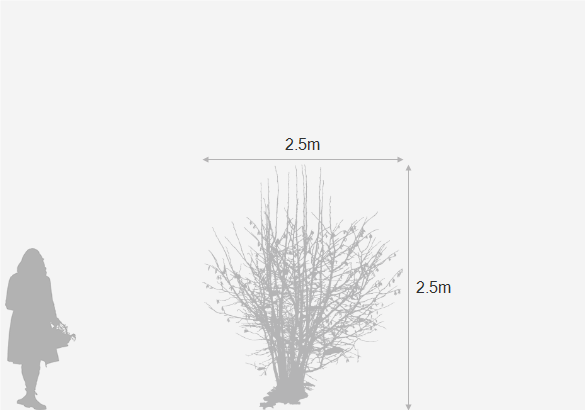 Eventual height and spread