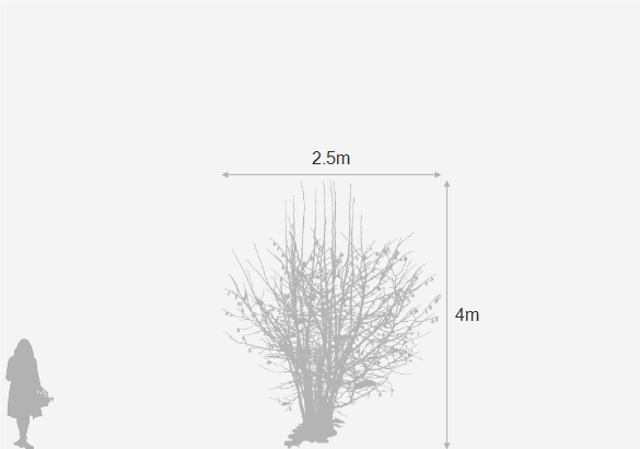 Eventual height and spread