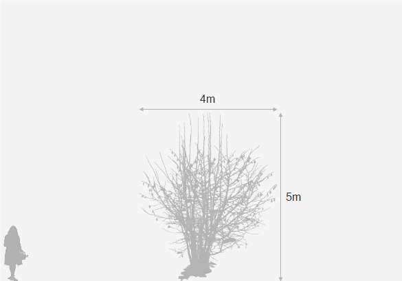 Eventual height and spread