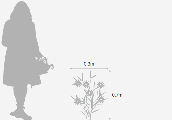 Eventual height and spread