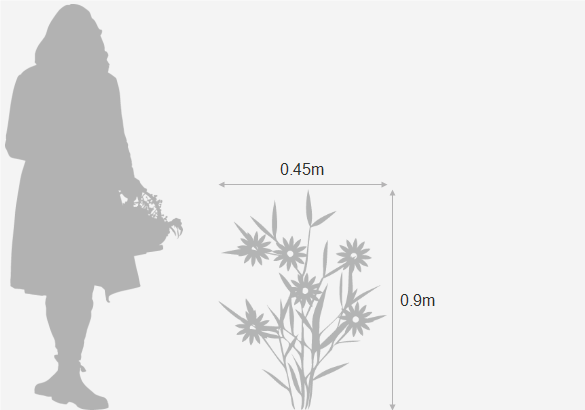 Eventual height and spread