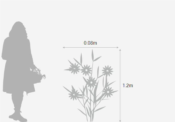 Eventual height and spread