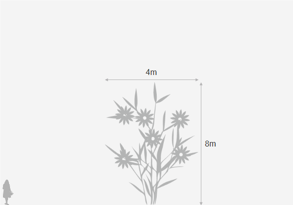 Eventual height and spread