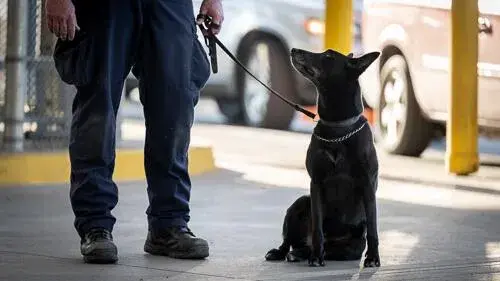 ICE officer and dog