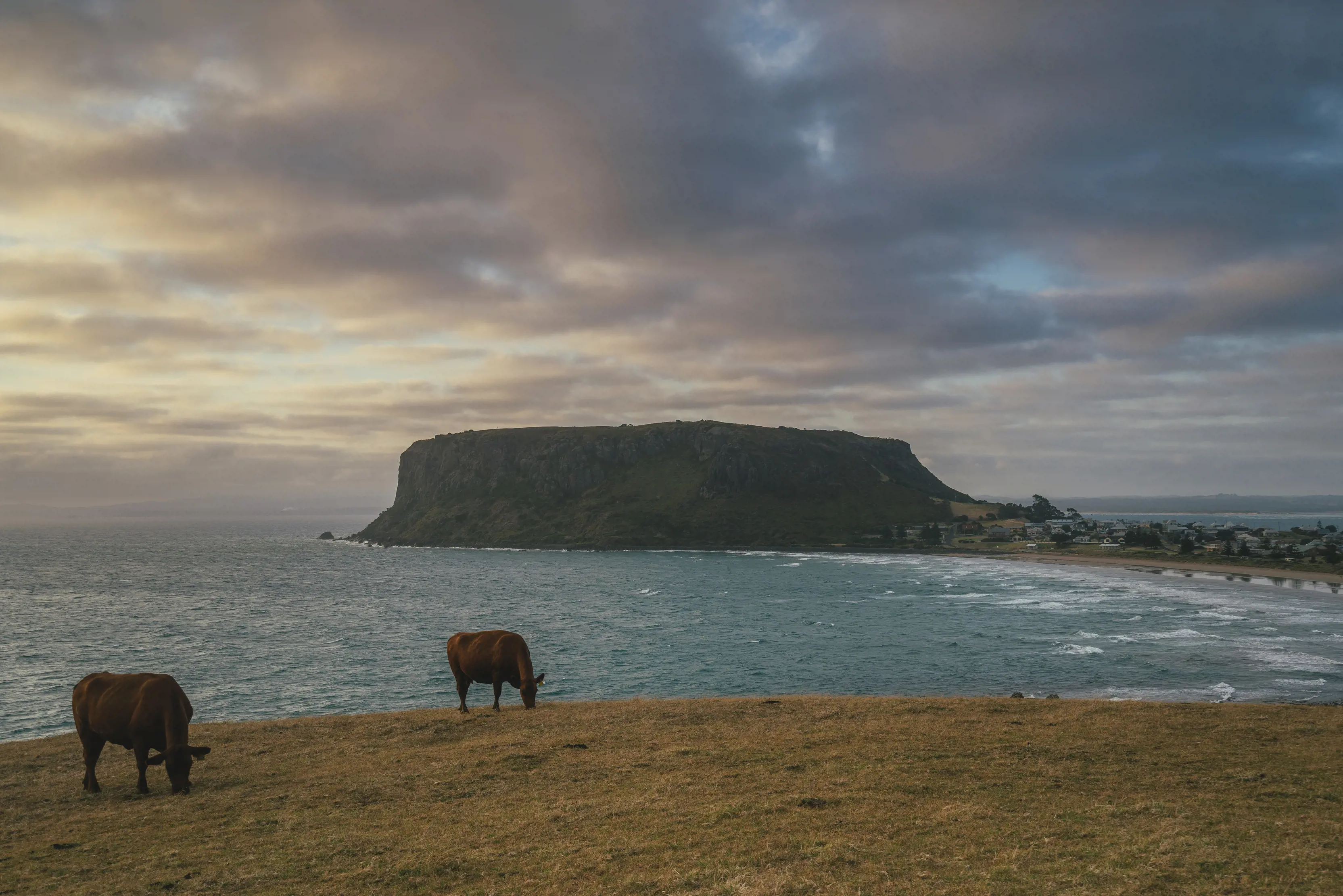 Image of The Nut, a sheer-sided bluff, with the village of Stanley, nestled at the base of it. Two cows are at the foreground of the image, eating grass. 