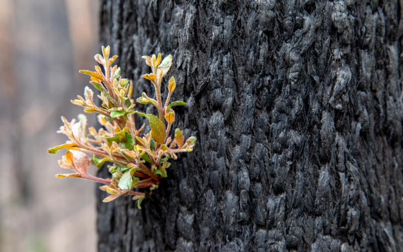 Small shoot sprouts from a burnt eucalyptus tree.