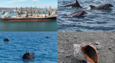 Black sea, ship, dolphins, mines, shell