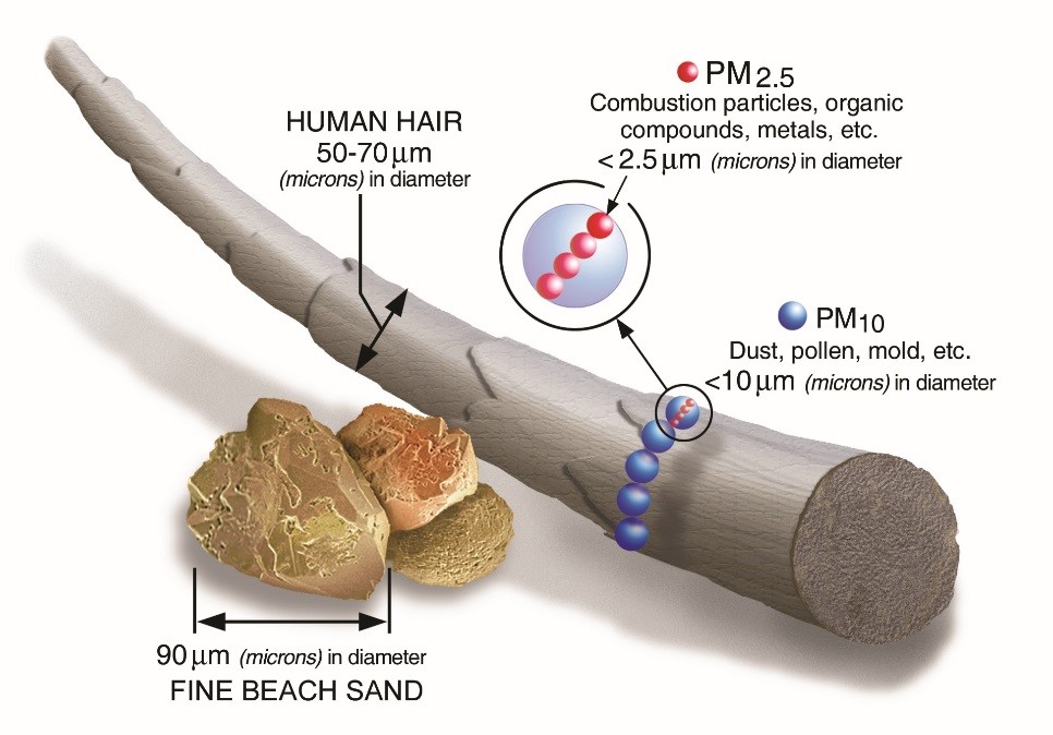 fine and coarse particles are smaller than the diameter of a human hair