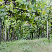 Vale dos Vinhedos preserva o legado histórico, cultural e gastronômico deixado pelos imigrantes italianos que chegaram à região em 1875