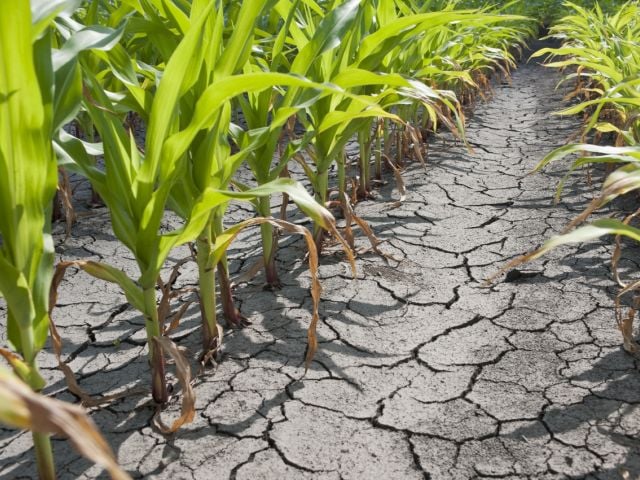 Dry corn field