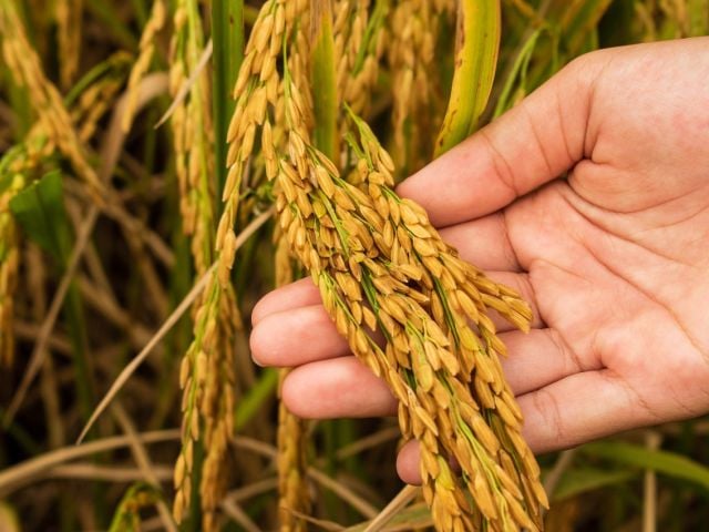 Person holding rice plant