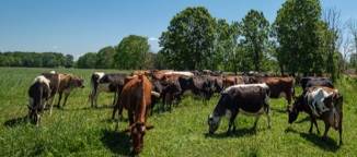 cows on field