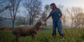 Woman with sheep on a farm