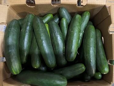 Image 3 – Bulk packaged cucumbers inside a cardboard box 