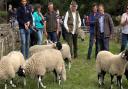 Sheep judging at Farndale Show