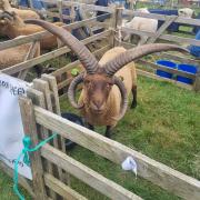 Amazing horns!. Photo Hayley Burdett