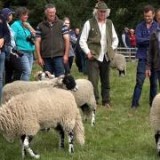 Sheep judging at Farndale Show