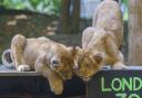 Asiatic Lion cubs investigate a blackboard displaying their weights