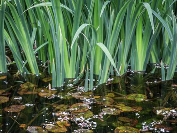 Water pond