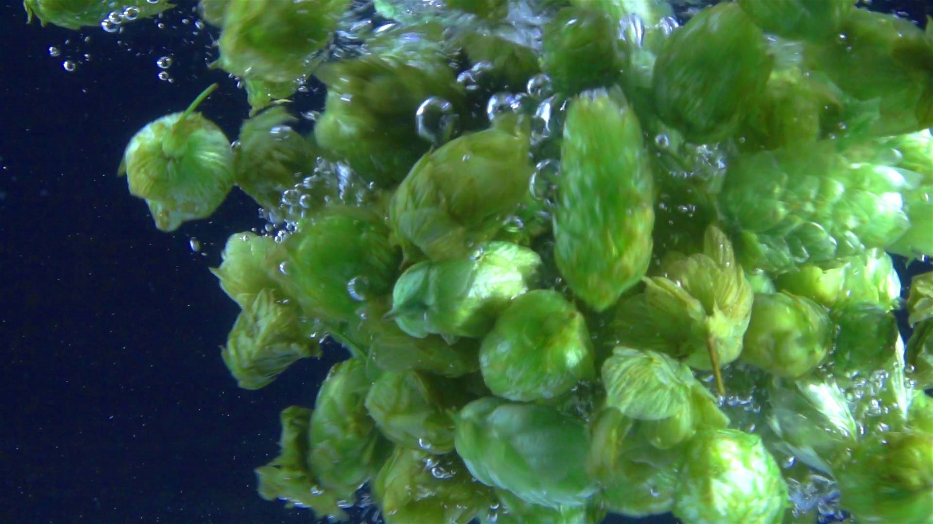 Hops In Water - Heineken