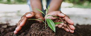 Close up of a person planting a tree