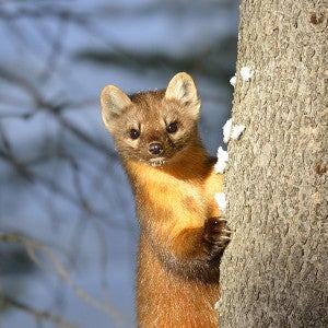 Wild marten peeking out from behind a tree