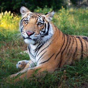 India the tiger relaxing in shade at Black Beauty Ranch