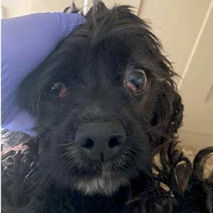 A black dog from a puppy mill is shown to have diseased eyes