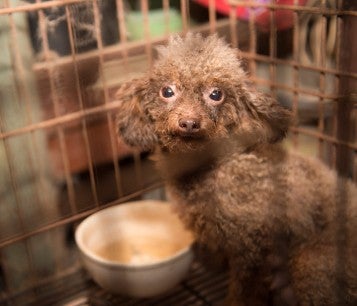 B.B., a dog rescued from a Cabarrus County, North Carolina, puppy mill on 9/26/16