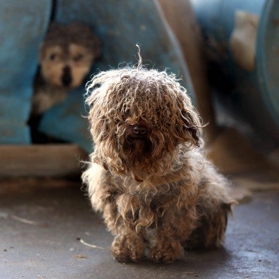 Mikhail, a dog rescued from a Jefferson County, Arkansas, puppy mill on 2/27/14