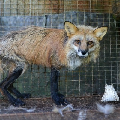 Going fur free can end suffering of animals like this red fox on a fox and mink farm.