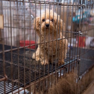 Dog in filthy cage in a puppy mill