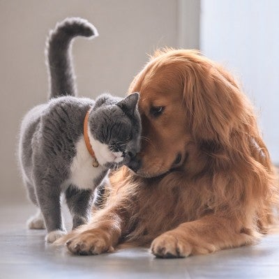 cat and dog snuggling