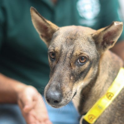 A dog with a yellow collar looks at the camera with a person wearing a green shirt in the background.